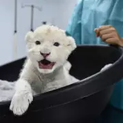 Endangered White Lion Cubs Born in Venezuela Zoo, a Conservation 'Miracle'