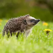 Expert Reveals: One Simple Item to Attract Hedgehogs to Your Garden in December
