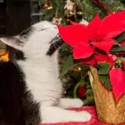 Expert's 8 'Genius' Tips to Keep Cats Away From Your Christmas Tree