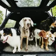 Festive Danger for Dogs: Top 6 'Clumsiest' Breeds & Toxin Warnings