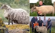 Fiona the Sheep: From 'Britain's Loneliest' to Expecting Twins After Rescue