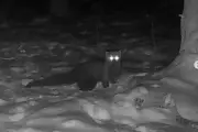 Fisher spotted in Ohio county for first time since the 1800s