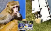 Forrest the Macaque: Sole Survivor of Mississippi Crash Finds Sanctuary in New Jersey
