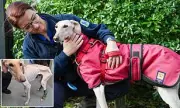 From Skeleton to Saved: Peanut the Lurcher's Christmas Miracle After RSPCA Rescue