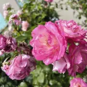 Gardeners Urged to Check Roses for Black Spot Disease This Winter