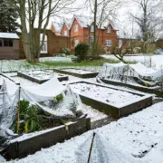 Gardener's Urgent Warning: One Crucial Task to Protect Plants Before Next Week