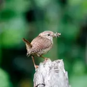 Gardeners Warned: Eco Sprays Harm Birds, Stop Using Them Now