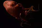 Genome of 'Vampire Squid from Hell' Unlocks Secrets of Octopus Evolution