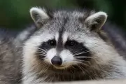 Georgia Man Faces Rabies Scare After Attempting to Rescue Wild Raccoon
