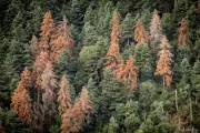 Greek Fir Forests in Peril: Climate Crisis Fuels Unprecedented Die-Off