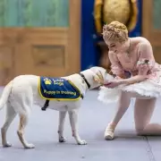 Guide Dog Puppies Experience The Nutcracker Magic in Royal Ballet Touch Tour