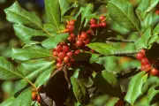Holly: The Festive Plant's Rich Symbolism and Garden Benefits