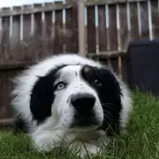 How I Keep My Bath-Hating Border Collie Fresh in 5 Minutes