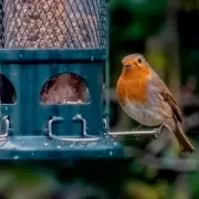 How to Attract Robins to Your Garden All Year with One Simple Plant