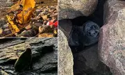 JCB Rescues Trapped Seal Pup in Orkney Rocks After Dramatic Ferry Terminal Ordeal