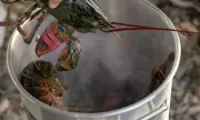 Labour Bans Boiling Lobsters Alive in Sweeping Animal Welfare Crackdown