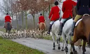 Labour Bans Trail Hunting in England and Wales as Part of Animal Welfare Strategy