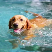 Labrador's Genius Pool Experiment Goes Viral: Mabel's Heartwarming Story