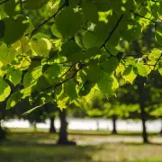 London's Wild Parakeets: The Hidden Secret in a Viral Tree Photo
