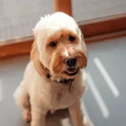 Luna Reigns Supreme: UK's Top Dog Names for 2025 Revealed