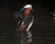 Mandarin Duck's UK Return: A Rare Splash of Colour in Winter Wetlands