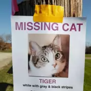 Missing Cat Found 55 Miles Away After Three Weeks in Istanbul Miracle