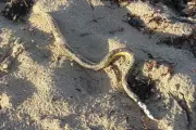 Mystery as Dozens of Dead Sea Snakes Wash Up on Australian Shores
