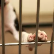 One-Eyed Rescue Dog's Adoption Journey Leaves UK Pet Lovers 'Sobbing'