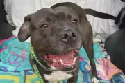 Onyx the Dog Adopted After 7 Years in Ohio Shelter: A Christmas Miracle