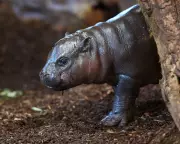 Panya the Pygmy Hippo: How a Tiny Calf Became a Global Sensation