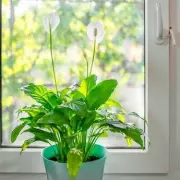 Peace Lily Winter Care: Expert Reveals 'Biggest' Mistake That Kills Houseplants