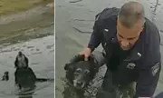 Police Officer Braves Freezing Muddy Pond to Rescue Elderly Dog in Rhode Island