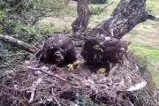 Police Probe 'Suspicious' Disappearance of Three Rare White-Tailed Eagles