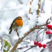 Psychic Sally Morgan Explains the 'Sweet' Meaning Behind Seeing Robins