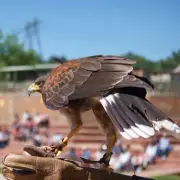 Public proposal at animal show leaves crowd in tears after bird delivers ring