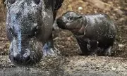 Pygmy Hippo Calf Makes Debut at German Zoo Amid Conservation Concerns