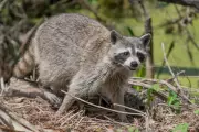 Raccoon Plummets Through Ceiling at Upscale Wisconsin Restaurant, Bites Diner