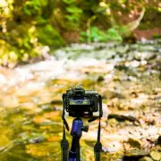 Rare Arabian Caracal Captured on Camera in UAE Mountain Park