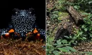 Rare 'Galaxy Frogs' Feared Killed After Photographers Destroy Habitat