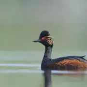Rare Grebes Delight UK Birdwatchers: Red-necked & Black-necked Species Spotted in Sussex