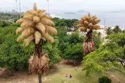 Rare Talipot Palms Bloom in Rio for First Time in 50 Years Before Dying
