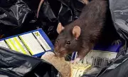 Rat Complaints Soar to 20,000 in Scotland as Funding Cuts Bite