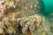 Record Octopus Sightings in UK Waters: 2025 Declared 'Year of the Octopus'