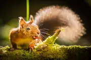 Red Squirrel Range Expands 25% in Scottish Highlands After Rewilding Success