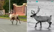 Reindeer's Great Escape Sparks Major Search Operation in Merseyside