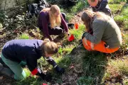 Rescue Mission for UK's Rarest Plant After Discovery on Somerset Footpath