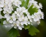 RHS Reveals 'Tredges' Can Boost England's Tree Cover by 20% in Gardens