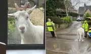 Riot Shields Deployed as Rampaging Goat Chases Woman in Wiltshire Village