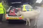 Riot Shields Deployed in Wiltshire to Recapture Escaped Goat