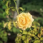 Roses Thrive with 'Best Medicine' to Defeat Black Spot Fungus